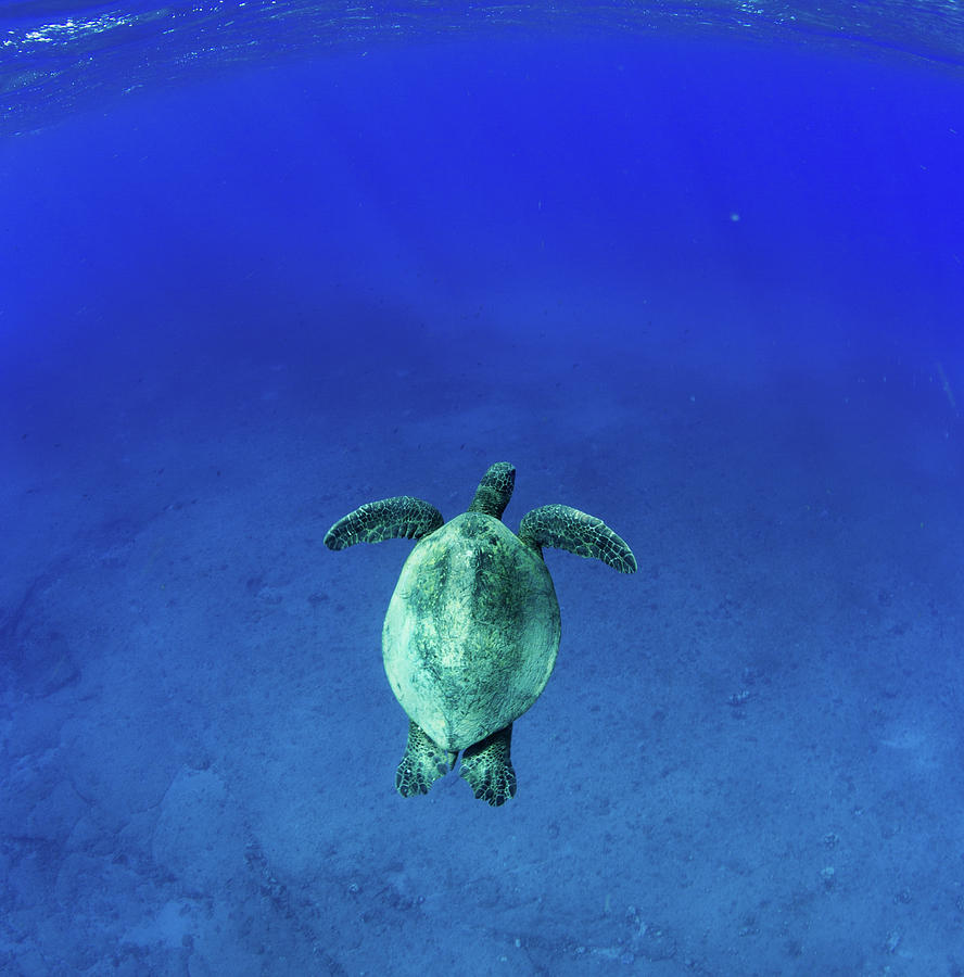 Green Sea Turtle Swimming #8 Photograph by Panoramic Images