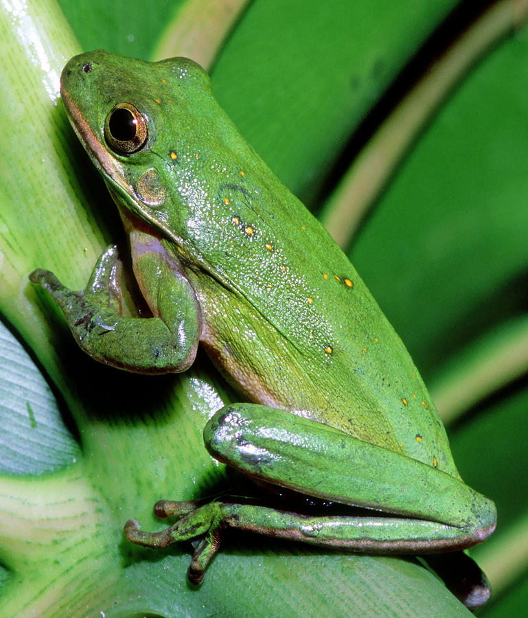 Green Tree Frog #8 Photograph by Millard H. Sharp