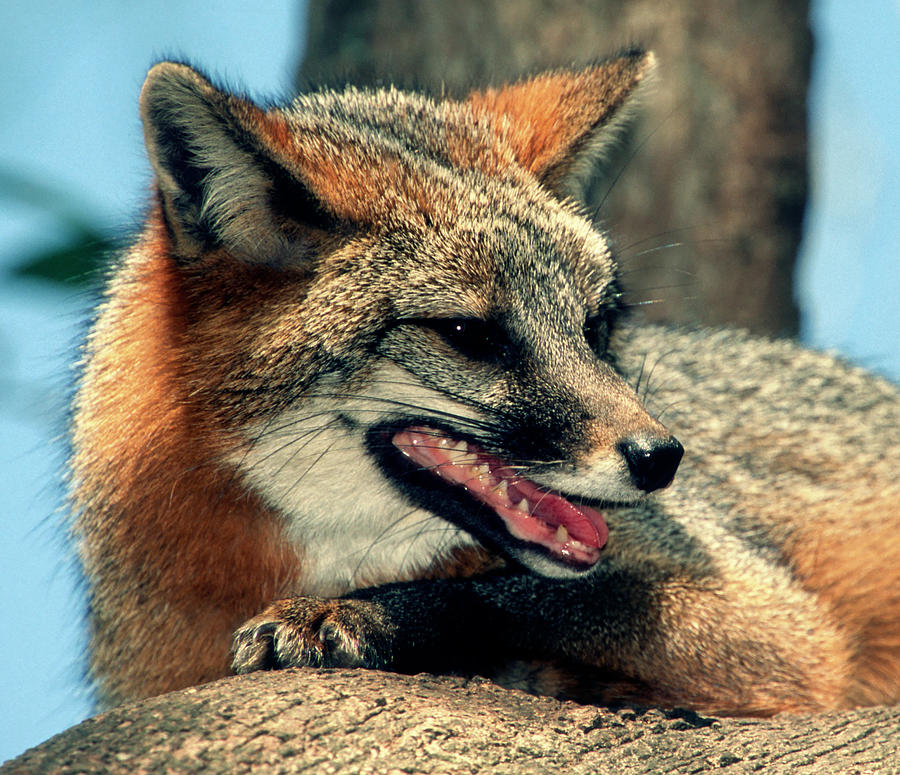 Grey Fox Urocyon Cinereoargenteus #8 Photograph by Millard H. Sharp