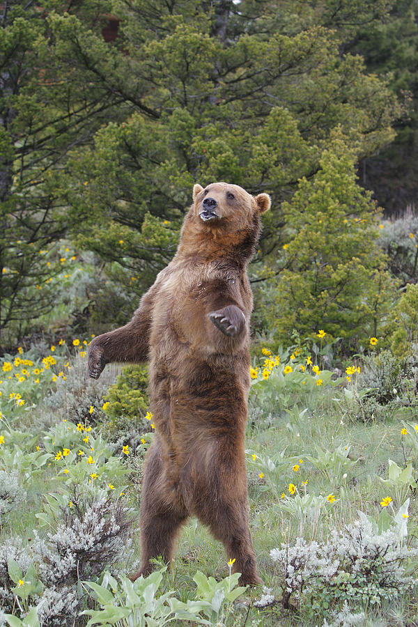 Grizzly Bear #8 Photograph by M. Watson