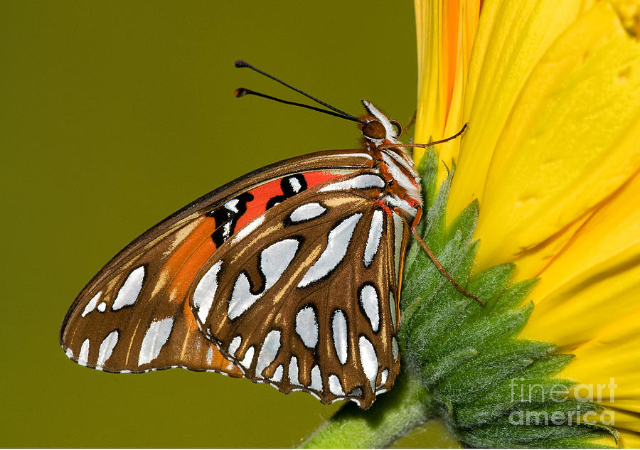 Butterfly Photograph - Gulf Fritillary Butterfly #8 by Millard H. Sharp