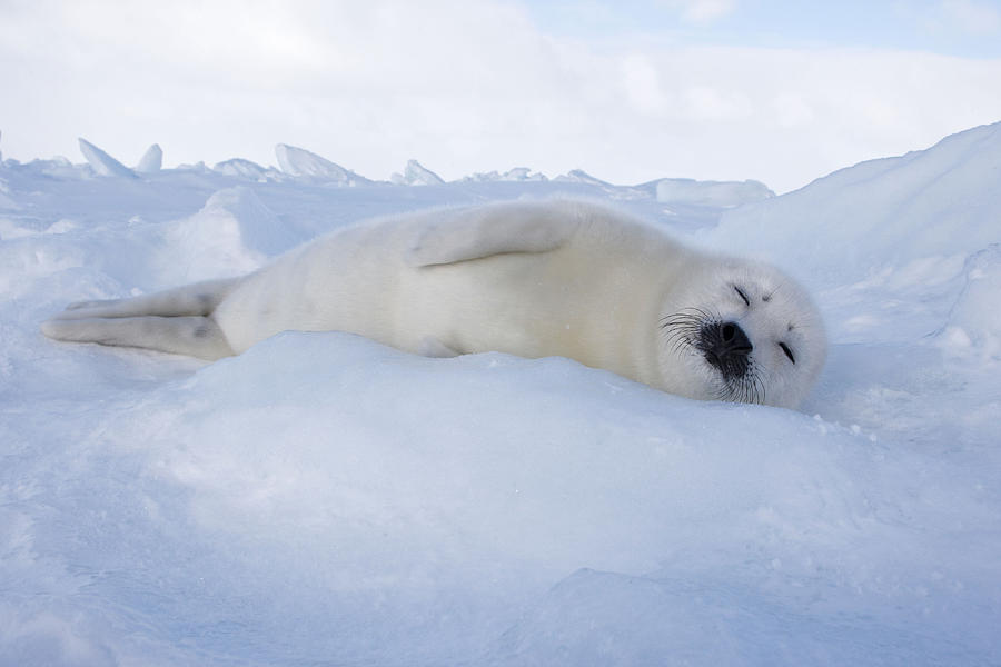 Animal Photograph - Harp Seal Baby #8 by M. Watson