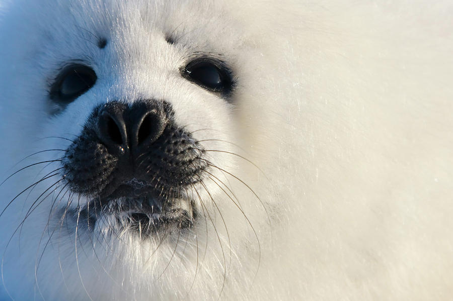 Nature Photograph - Harp Seal Pup, Close Up, Iles De La #8 by Keren Su