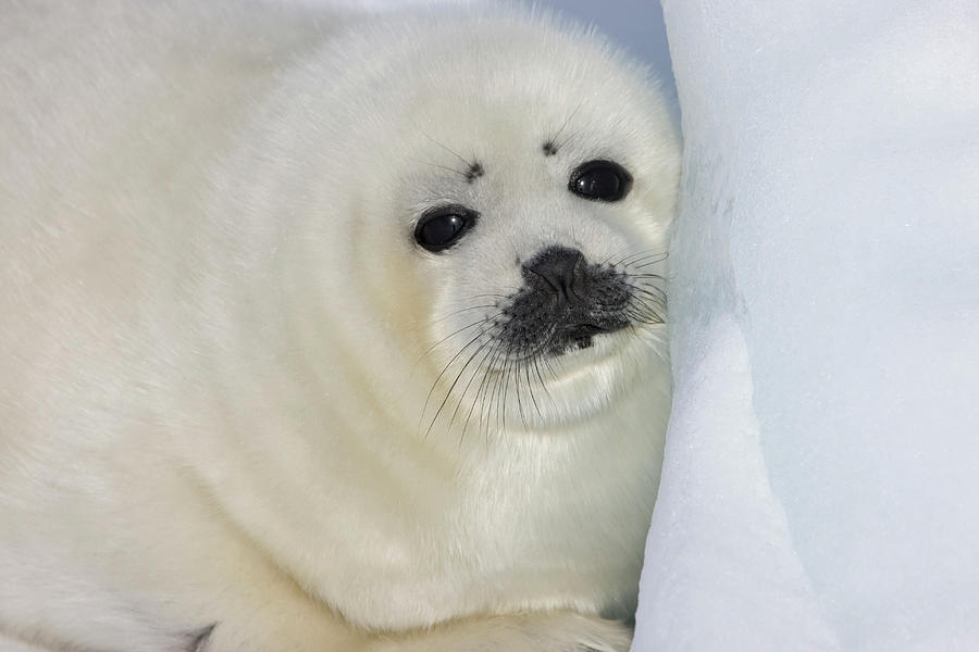 Harp Seal Pup On Ice, Iles De La Photograph by Keren Su - Pixels