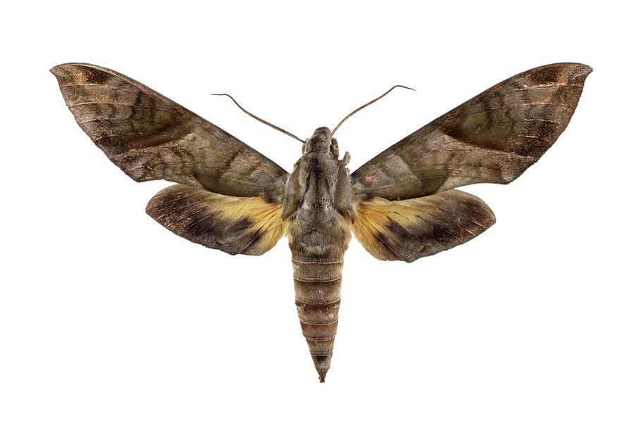 Wildlife Photograph - Hawk Moth #8 by F. Martinez Clavel