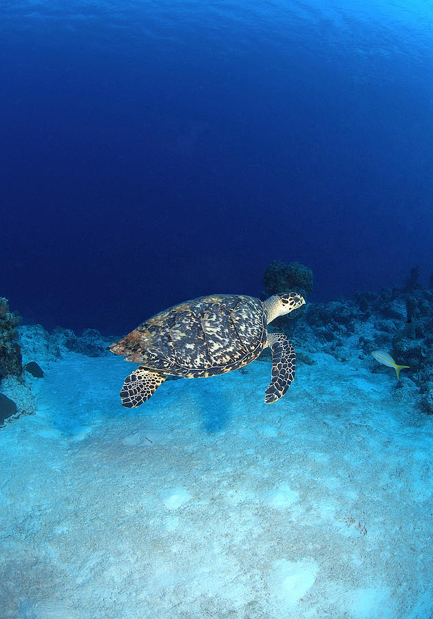Hawksbill Turtle #8 Photograph by Charles Angelo