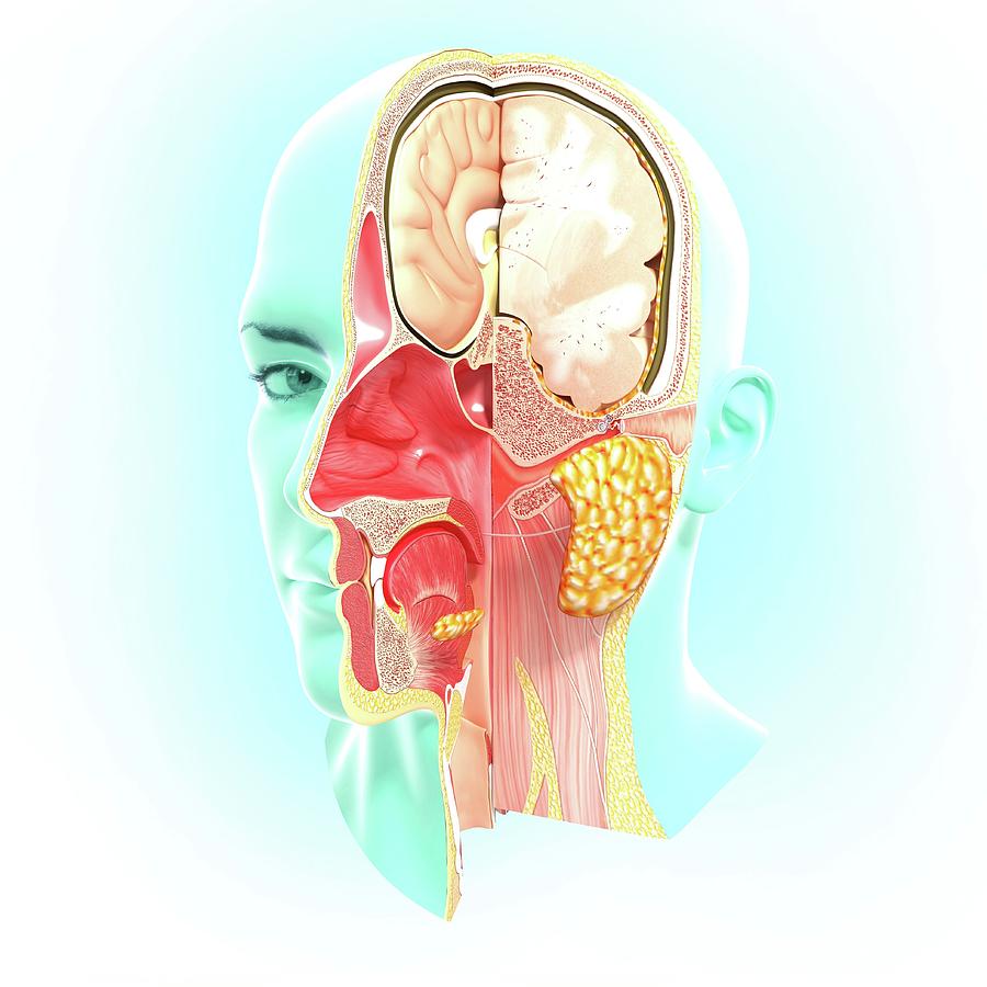 Head Anatomy Photograph by Pixologicstudio/science Photo Library