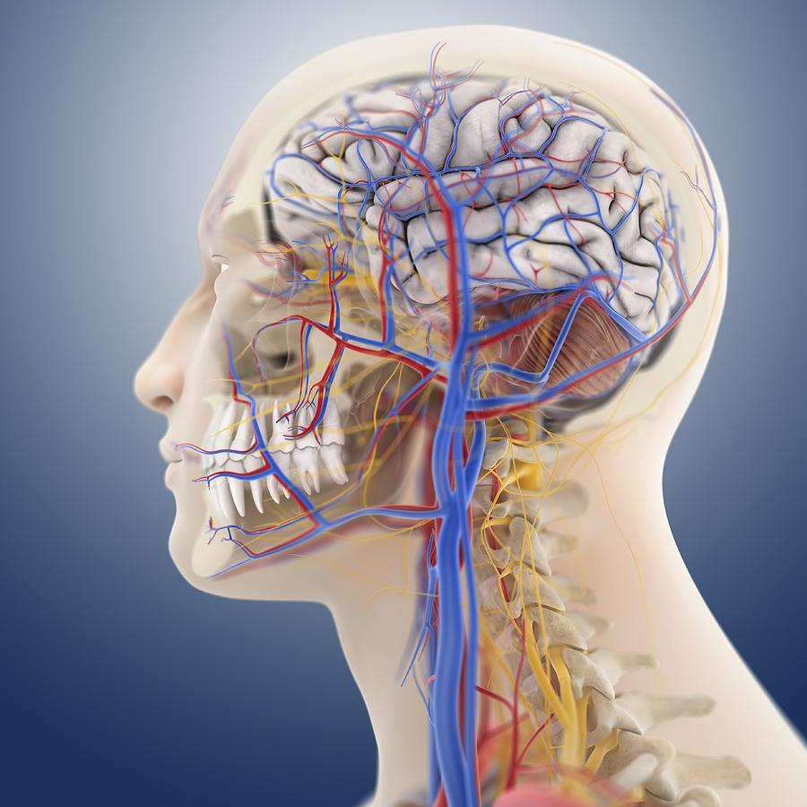 Head and neck anatomy, artwork Photograph by Science Photo Library ...