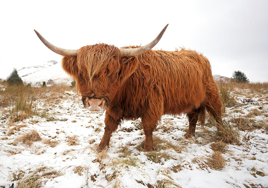 Highland Cattle Photograph - Highland Cow by Grant Glendinning