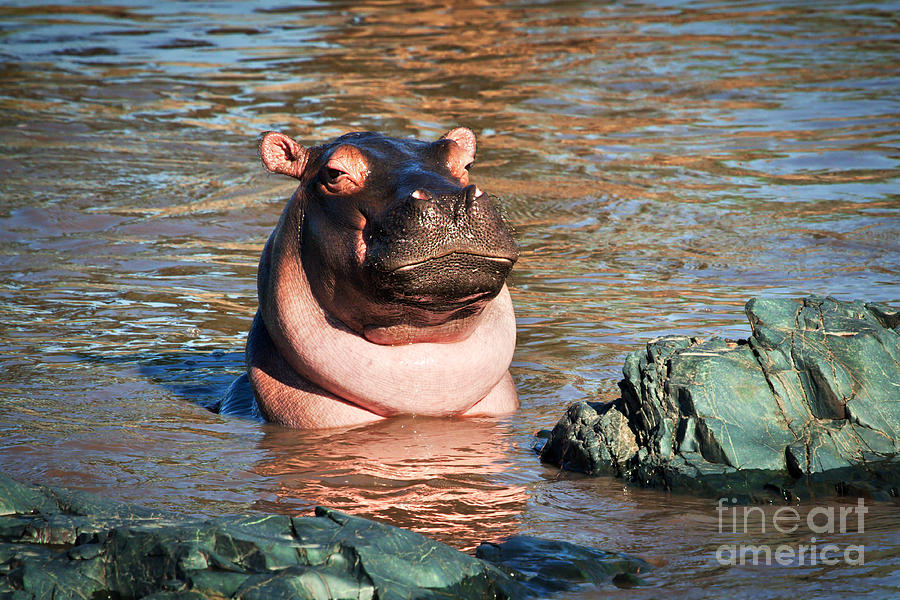 Hippopotamus in river. Serengeti. Tanzania #8 Photograph by Michal Bednarek