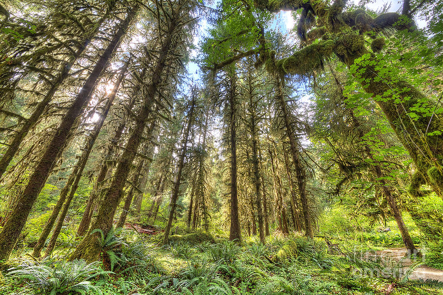 Tree Photograph - Hoh Rain Forest #8 by Twenty Two North Photography