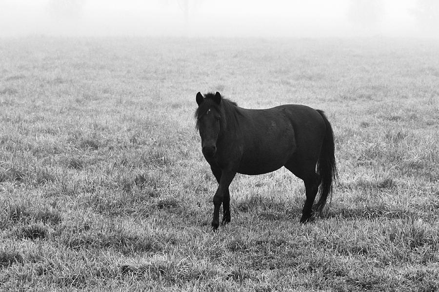 Horses of the Fall #8 Photograph by Jouko Lehto