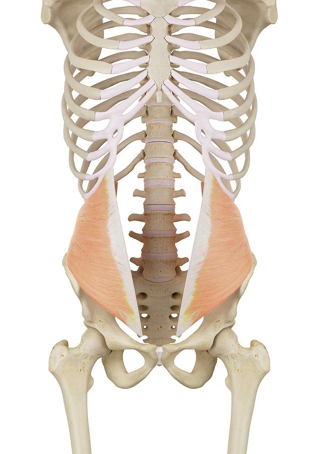 Human Abdominal Muscles Photograph by Sciepro - Pixels