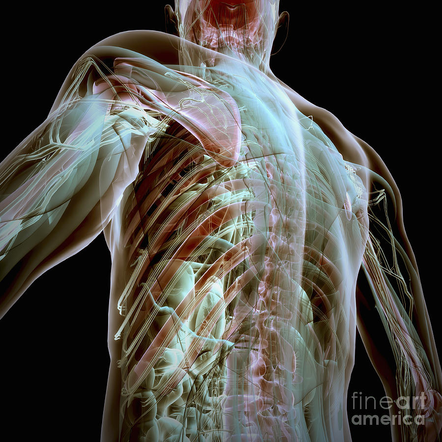 Human Anatomy #61 Photograph by Science Picture Co