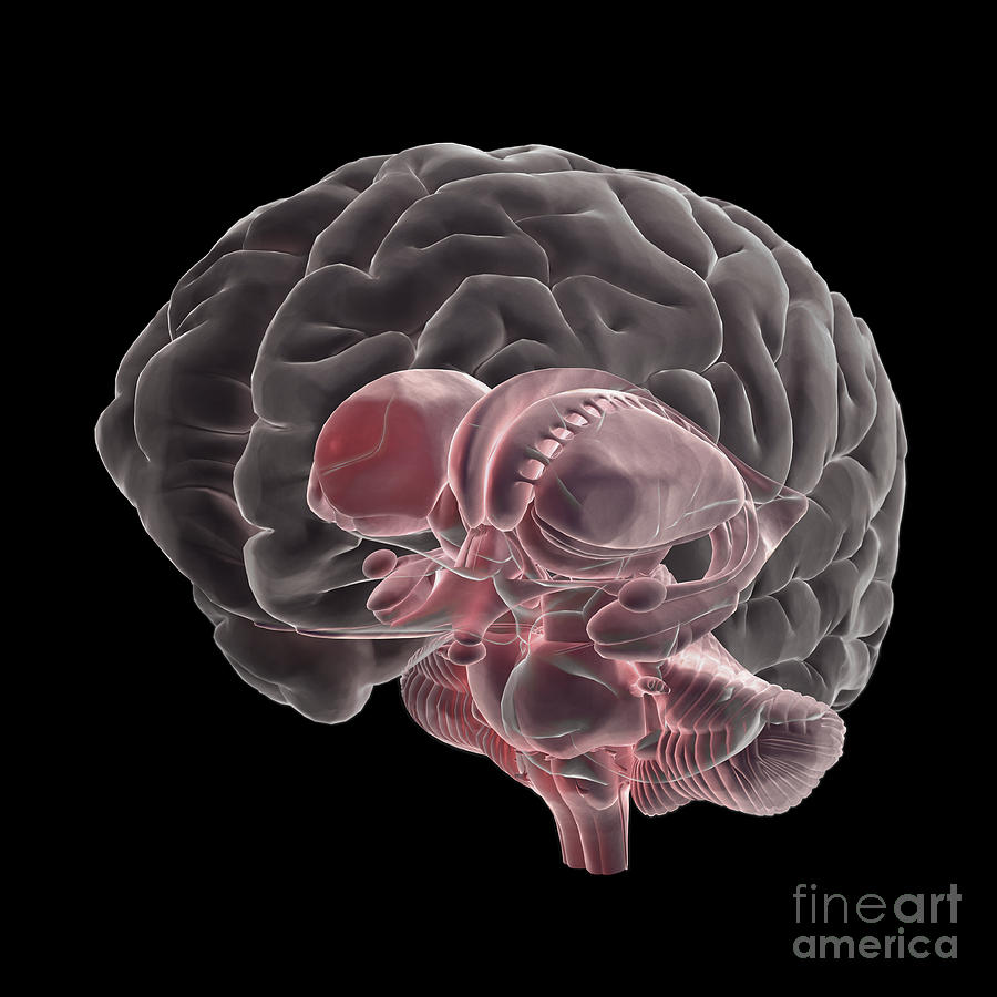 Human Brain #8 Photograph by Science Picture Co