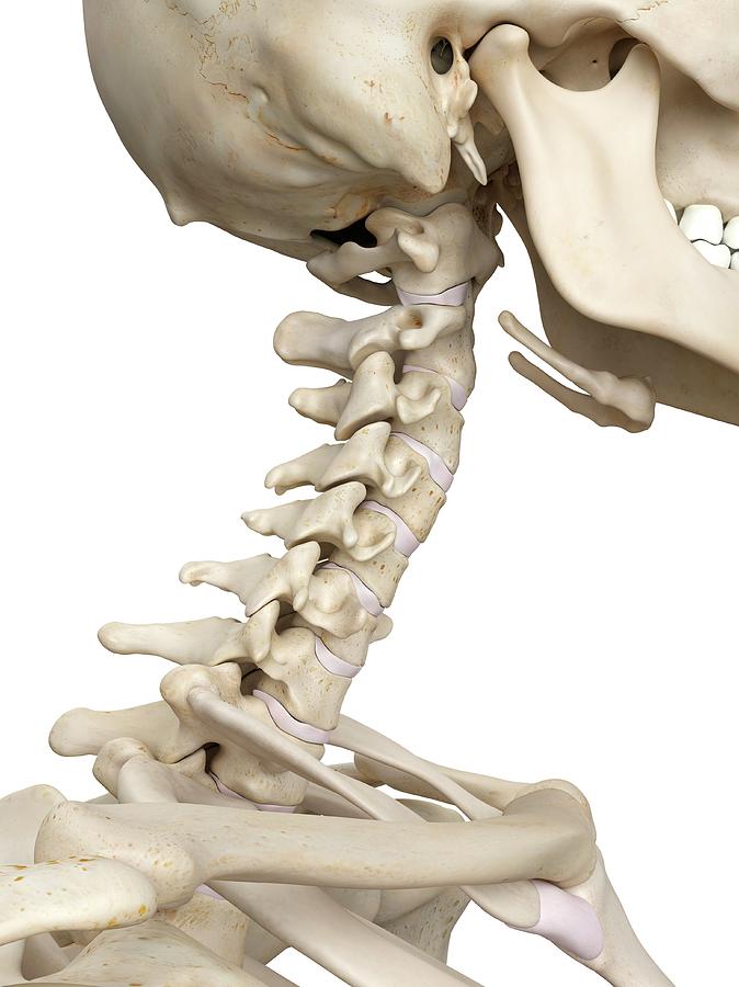 Skeleton Photograph - Human Cervical Spine #8 by Sciepro