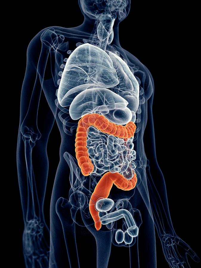 Human Colon Photograph By Sebastian Kaulitzkiscience Photo Library Fine Art America 8701