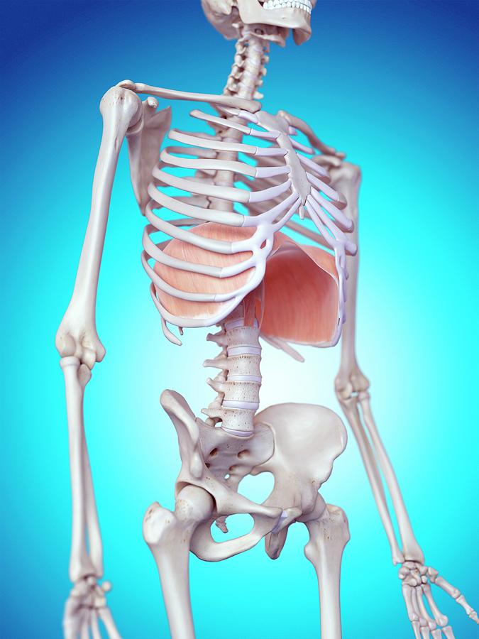 Human Diaphragm #8 Photograph by Sebastian Kaulitzki/science Photo Library