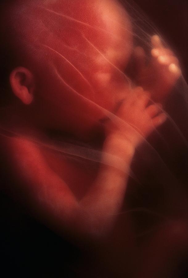 Human foetus in the womb Photograph by Science Photo Library