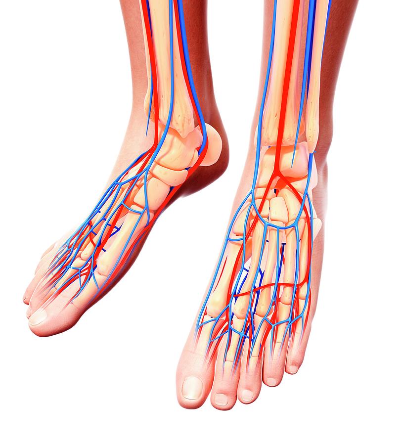 Human Foot Cardiovascular System #8 Photograph by Pixologicstudio ...