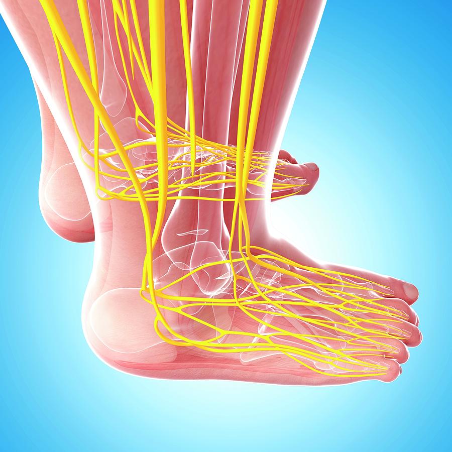 Human Foot Nervous System Photograph by Pixologicstudio/science Photo ...