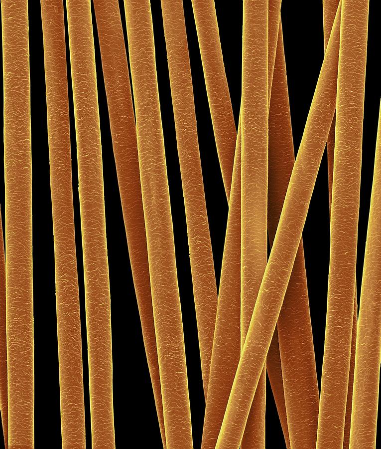 Human Hair Shafts #8 Photograph by Dennis Kunkel Microscopy/science Photo Library
