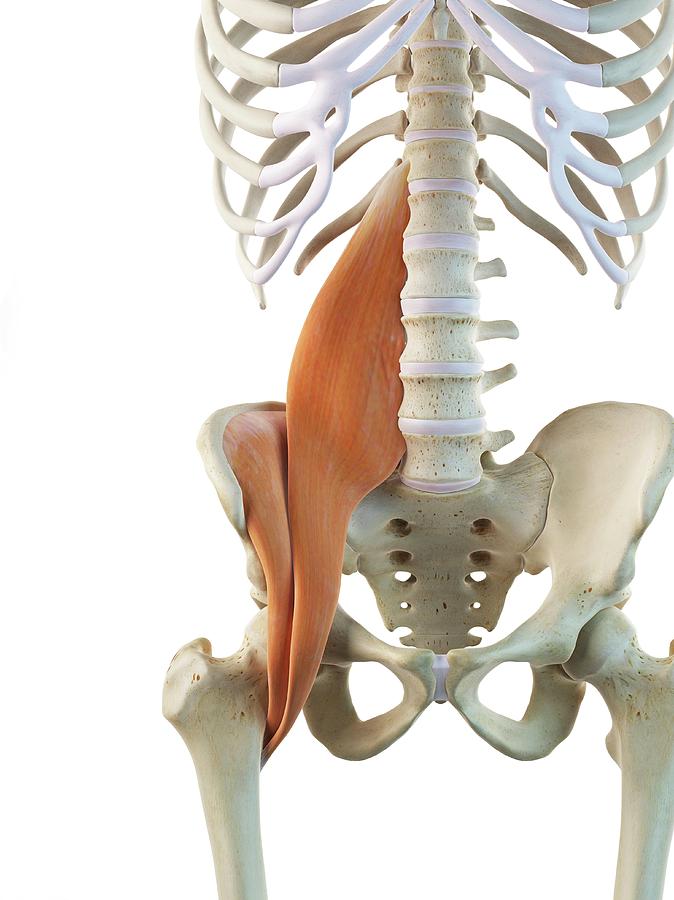 Human Hip Muscles Photograph by Sciepro - Pixels