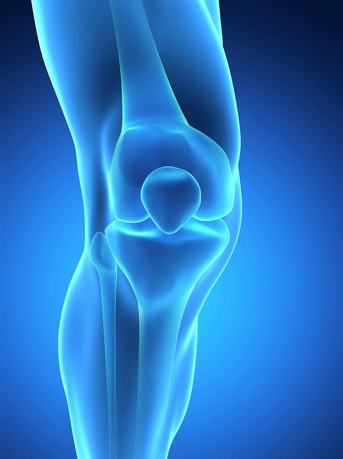 Illustration Photograph - Human Knee Joint #8 by Sebastian Kaulitzki