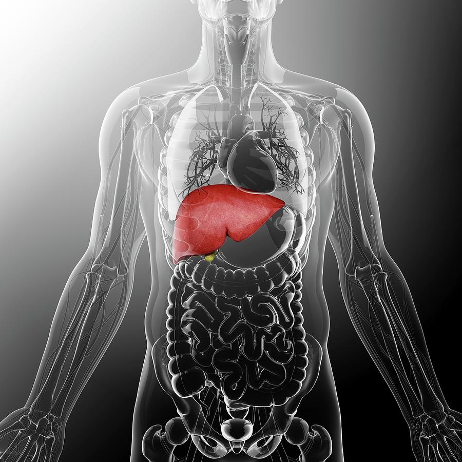 Human Liver And Gall Bladder Photograph by Pixologicstudio - Fine Art ...