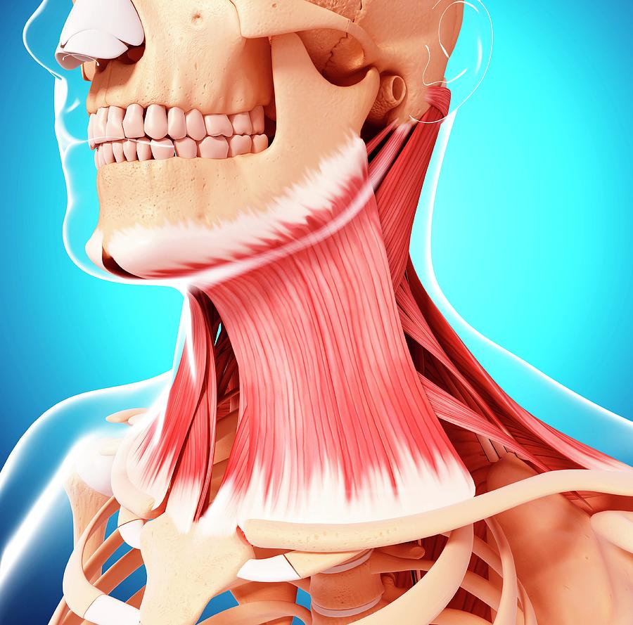 Фон для презентации анатомия шеи мышцы