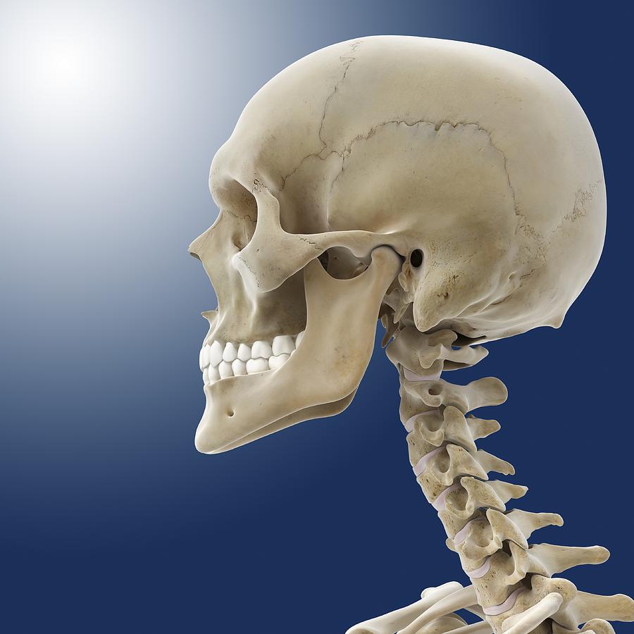 Human skull, artwork Photograph by Science Photo Library - Pixels