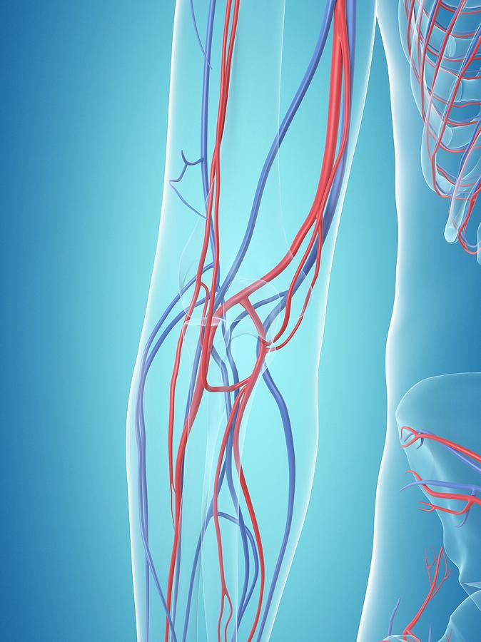 Human Vascular System Photograph by Sciepro - Fine Art America