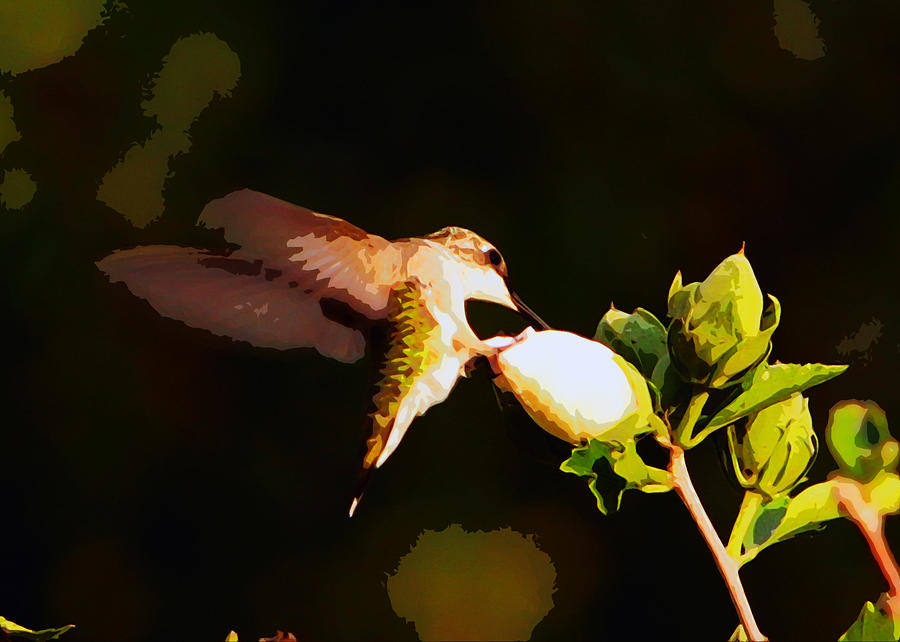 Hummingbird #21 Photograph by John Freidenberg