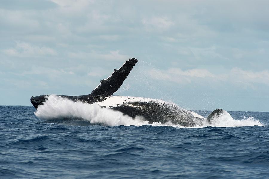 Humpback Whale Breaching Photograph by Christopher Swann/science Photo ...