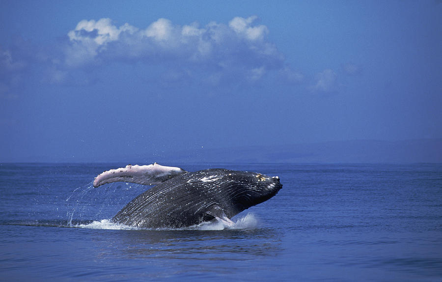 Humpback Whale Breaching Maui Hawaii #8 Photograph by Flip Nicklin