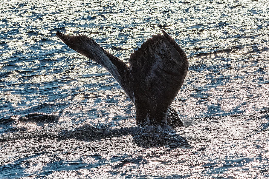 Humpback Whale Lobtailing #8 Photograph by Perla Copernik