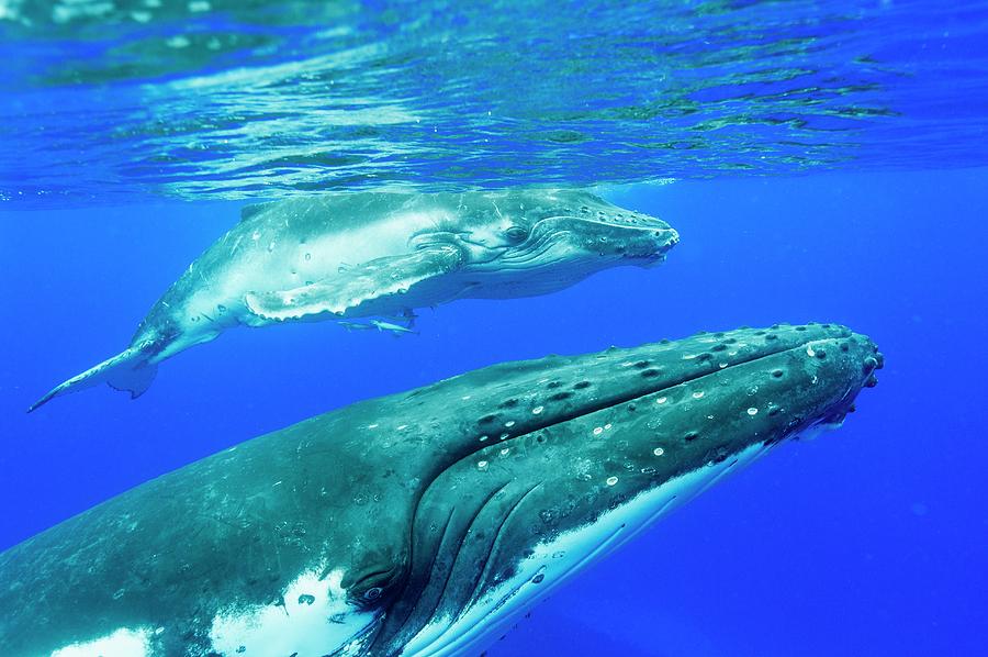 Humpback Whale Mother And Calf #8 Photograph by Christopher Swann ...