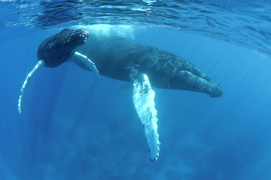 Humpback Whales Of The Silver Bank Photograph by Maya de Almeida Araujo ...