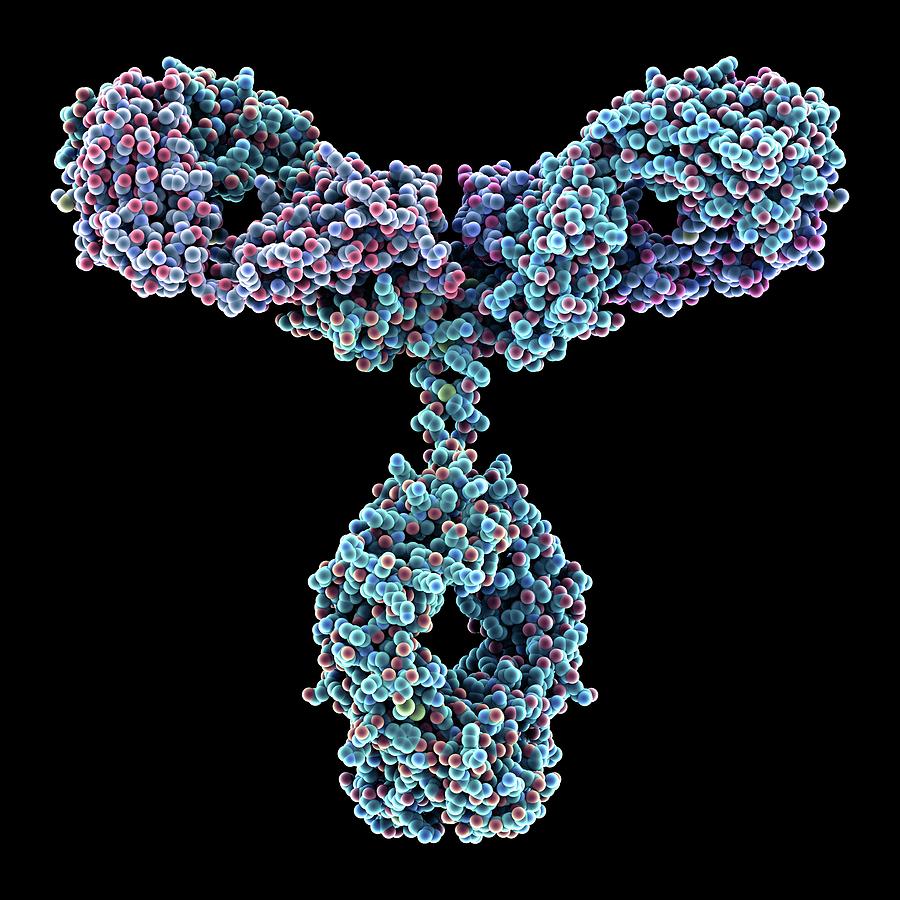 Immunoglobulin G Antibody Molecule #8 Photograph by Alfred Pasieka