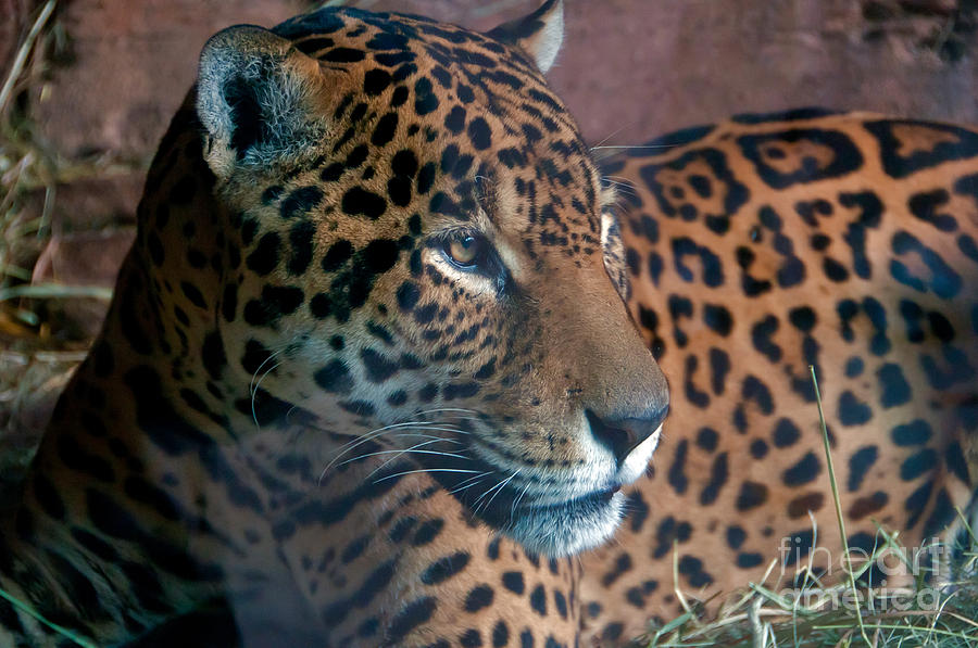 Jaguar #8 Photograph by Mark Newman