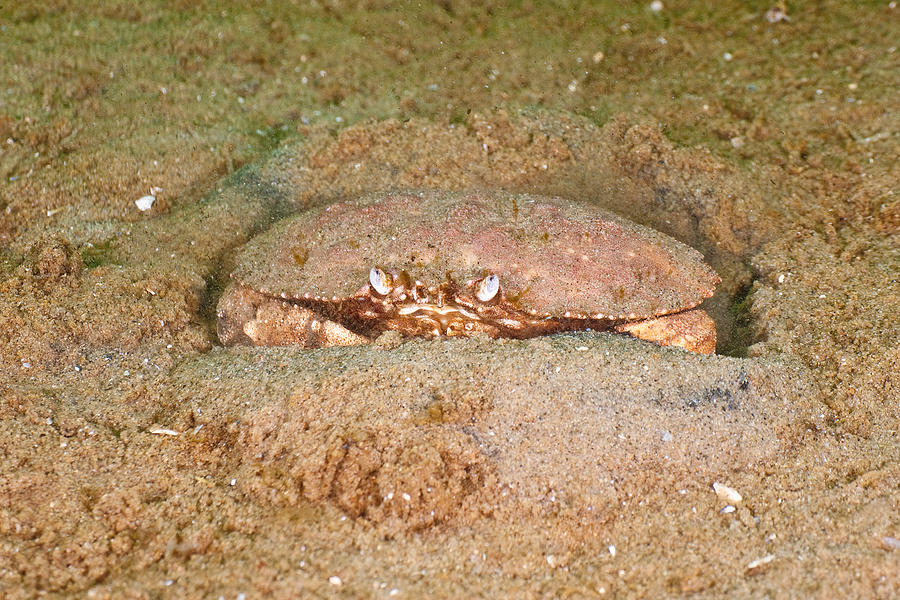 Jonah Crab #8 Photograph by Andrew J. Martinez