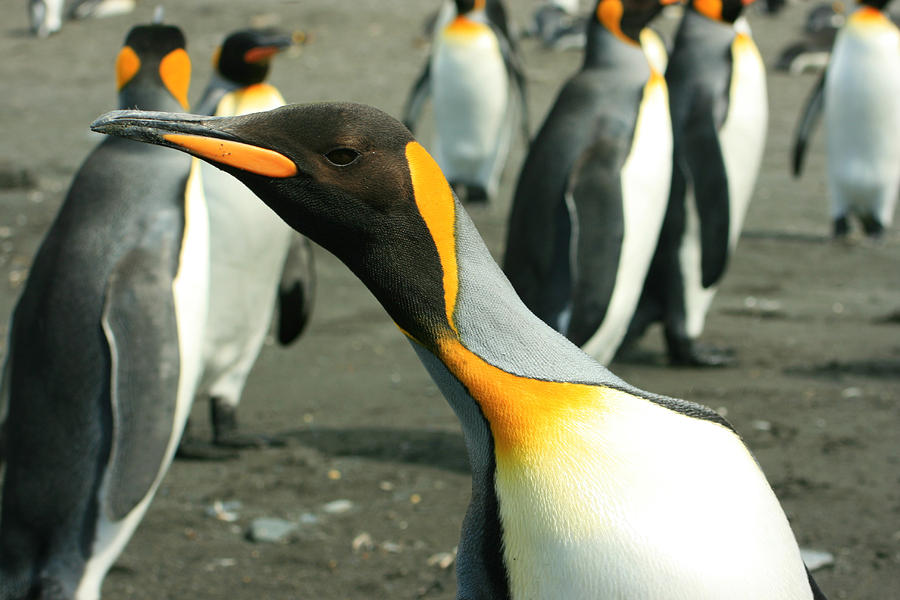King Penguin #8 Photograph by Amanda Stadther