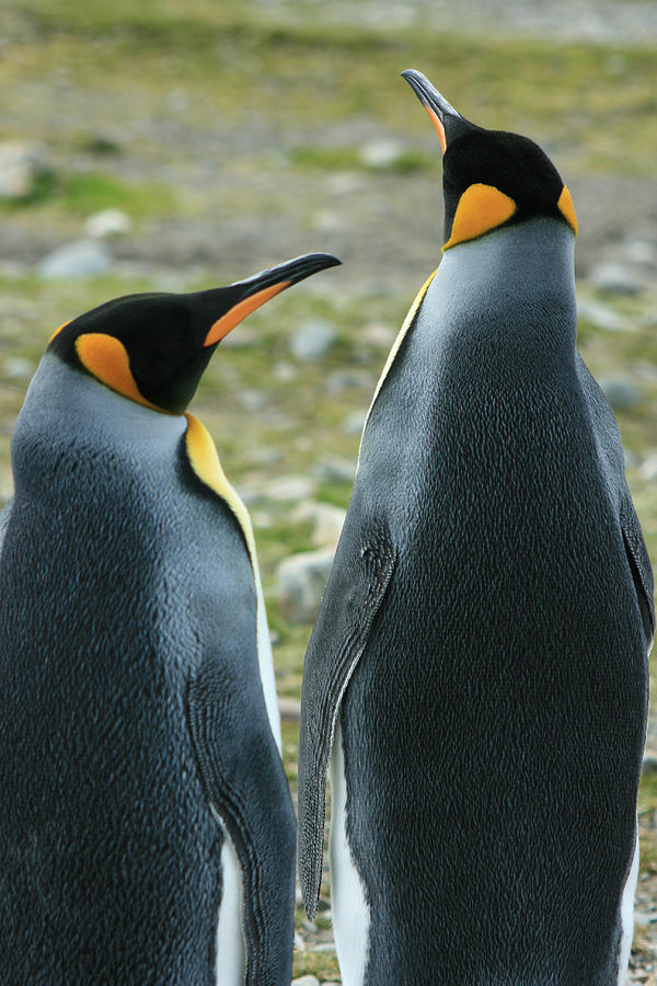 King Penguins #8 Photograph by Amanda Stadther