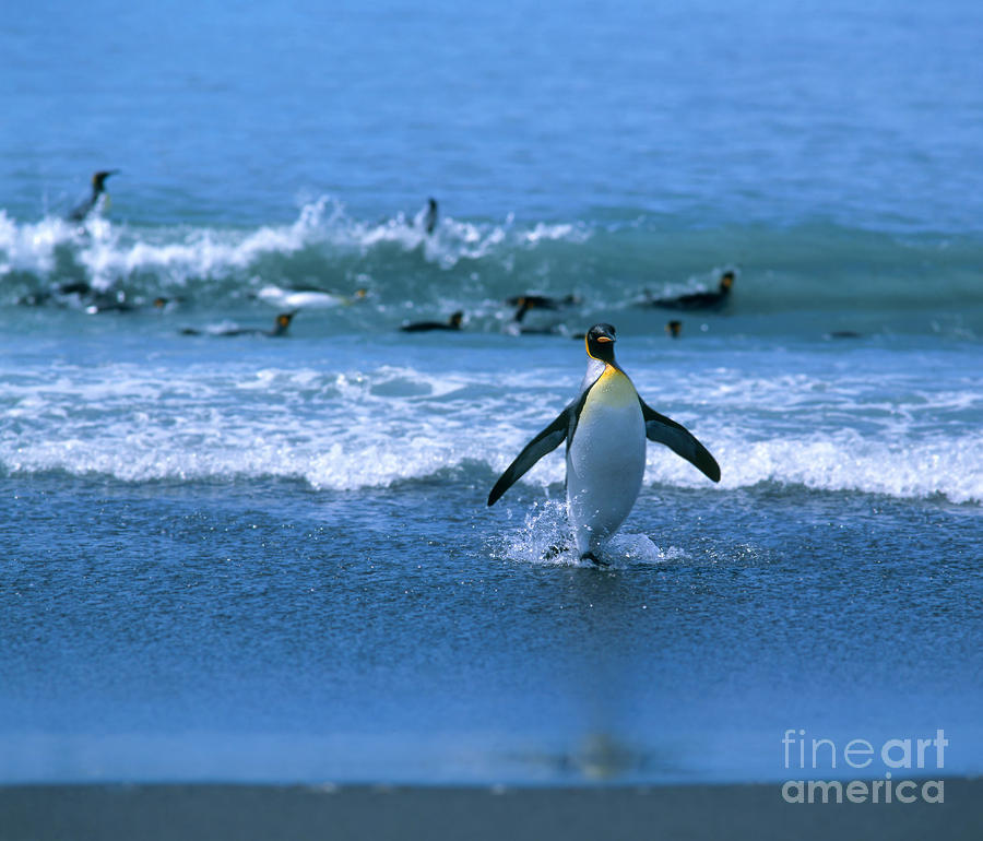 Wildlife Photograph - King Penguins Aptenodytes Patagonicus #8 by Hans Reinhard