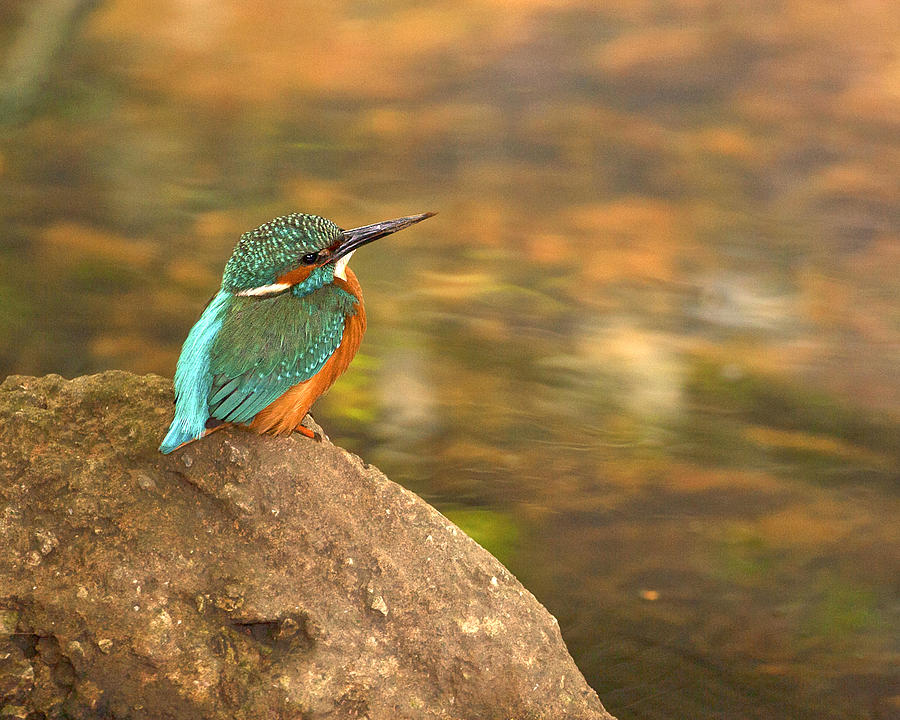 Kingfisher #8 Photograph by Paul Scoullar