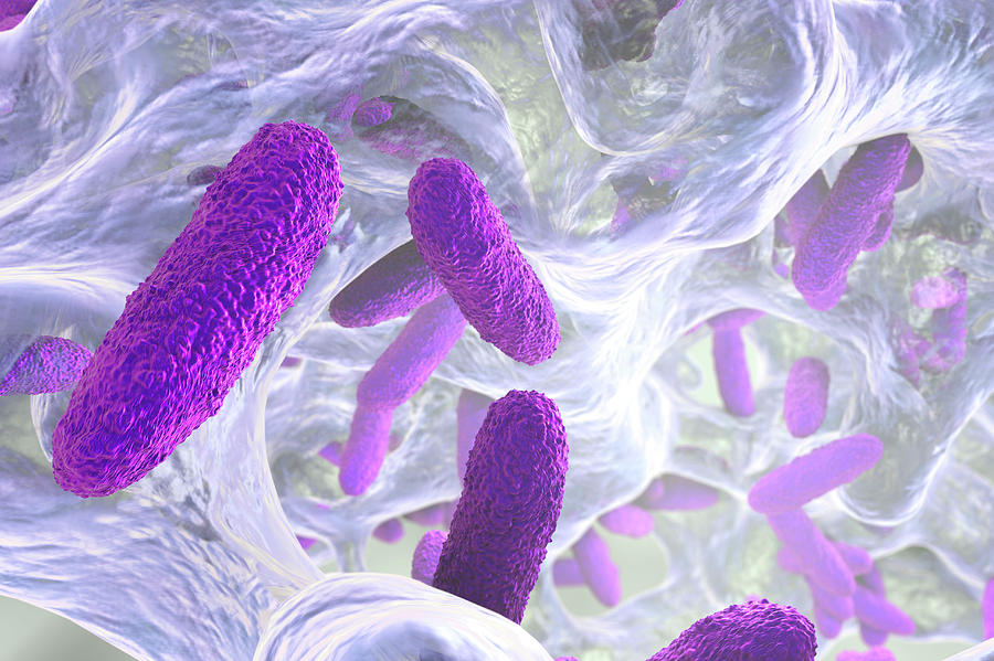 Klebsiella Pneumoniae Bacteria 8 Photograph By Kateryna Konscience