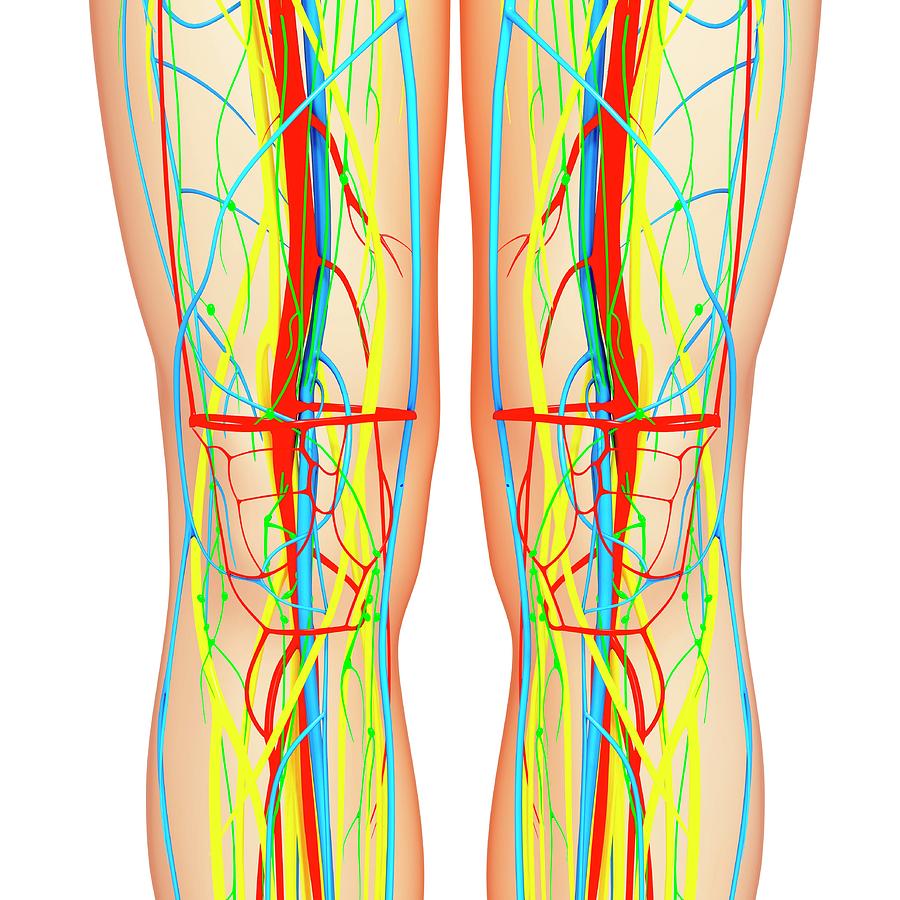 Knee Anatomy Photograph by Pixologicstudio/science Photo Library - Fine ...