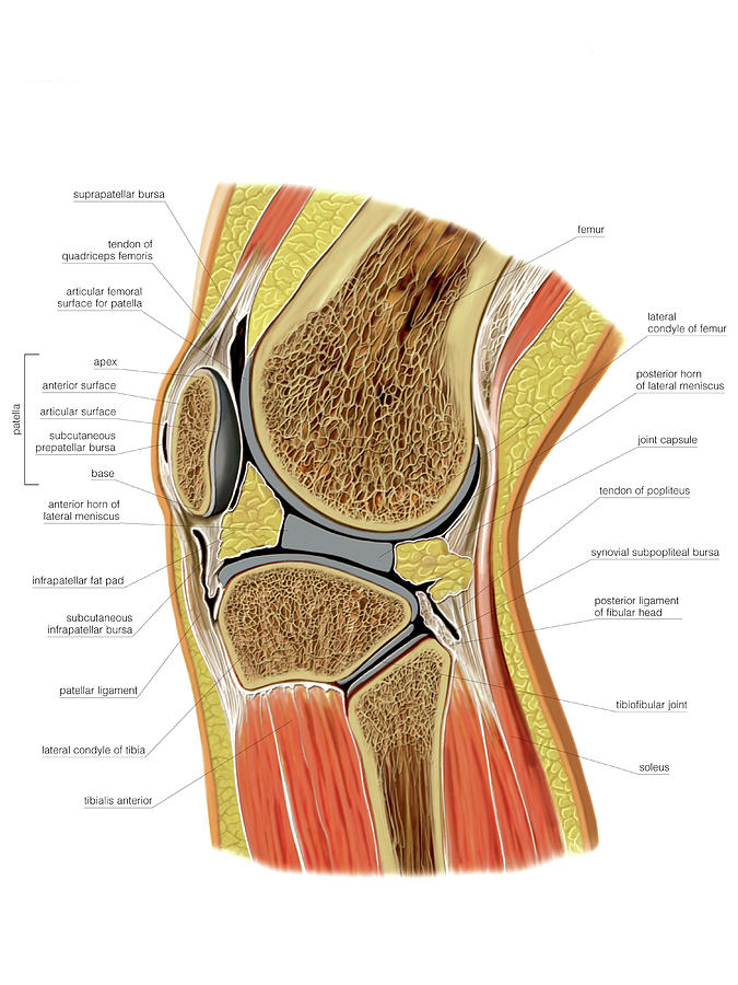 Knee Joint Art Print By Asklepios Medical Atlas Sexiz Pix 1288