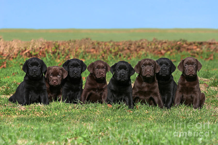 8-labrador-retriever-puppies-brown-and-black-side-by-side-111dogphotos.jpg