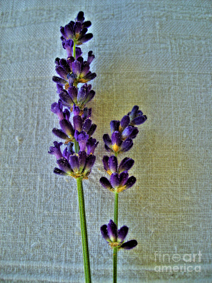 Flower Photograph - Lavender On Linen by Nina Ficur Feenan